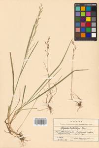 Glyceria leptorhiza (Maxim.) Kom., Siberia, Russian Far East (S6) (Russia)