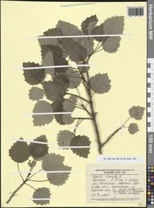 Populus tremula L., Caucasus, Dagestan (K2) (Russia)