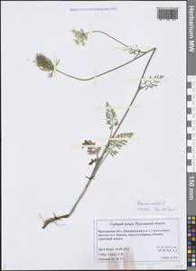 Daucus carota L., Eastern Europe, Central forest region (E5) (Russia)