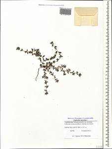 Euphorbia maculata L., Caucasus, Azerbaijan (K6) (Azerbaijan)