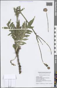 Knautia arvensis (L.) Coult., Eastern Europe, Central region (E4) (Russia)