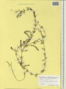 Myriophyllum alterniflorum DC., Eastern Europe, Northern region (E1) (Russia)