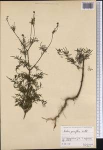 Bidens parviflora Willd., Siberia, Russian Far East (S6) (Russia)