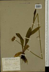 Pilosella echioides subsp. echioides, Eastern Europe, North Ukrainian region (E11) (Ukraine)