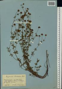Dorycnium pentaphyllum subsp. herbaceum (Vill.)Rouy, Eastern Europe, West Ukrainian region (E13) (Ukraine)