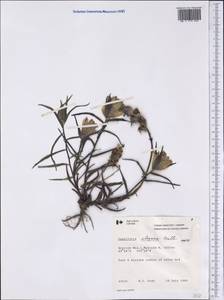 Castilleja elegans Malte, America (AMER) (Canada)