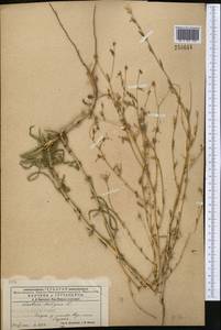 Lactuca saligna L., Middle Asia, Karakum (M6) (Turkmenistan)
