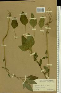 Amaranthus retroflexus L., Eastern Europe, South Ukrainian region (E12) (Ukraine)