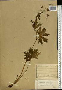 Geranium sylvaticum L., Eastern Europe, Central forest region (E5) (Russia)