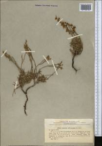 Limonium suffruticosum (L.) Kuntze, Middle Asia, Northern & Central Kazakhstan (M10) (Kazakhstan)