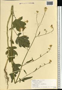 Brassica nigra (L.) W.D.J. Koch, Eastern Europe, Central forest-and-steppe region (E6) (Russia)