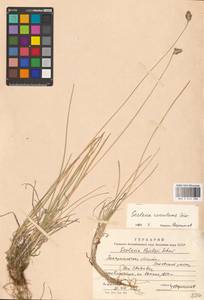 Sesleria coerulans Friv., Eastern Europe, West Ukrainian region (E13) (Ukraine)