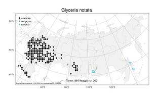 Glyceria notata Chevall., Atlas of the Russian Flora (FLORUS) (Russia)