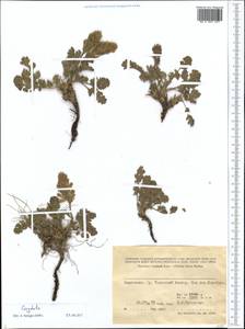 Corydalis, Middle Asia, Western Tian Shan & Karatau (M3) (Kyrgyzstan)