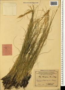 Stipa lessingiana Trin. & Rupr., Caucasus, Armenia (K5) (Armenia)
