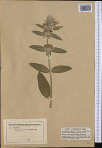 Stachys germanica L., Western Europe (EUR) (Germany)