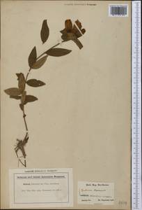 Gentiana saponaria L., America (AMER) (United States)