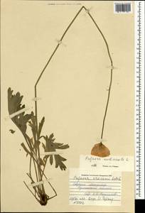 Oreomecon nudicaulis subsp. nudicaulis, Mongolia (MONG) (Mongolia)