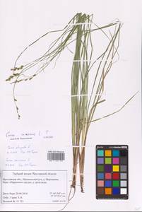 Carex canescens L., Eastern Europe, Central forest region (E5) (Russia)