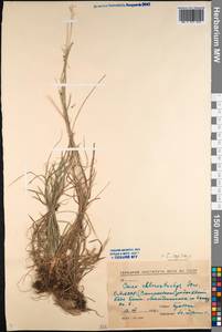 Carex capillaris L., Siberia, Baikal & Transbaikal region (S4) (Russia)