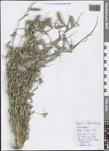 Sporobolus alopecuroides (Piller & Mitterp.) P.M.Peterson, Crimea (KRYM) (Russia)