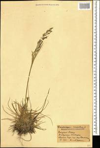 Deschampsia cespitosa (L.) P.Beauv., Caucasus, Stavropol Krai, Karachay-Cherkessia & Kabardino-Balkaria (K1b) (Russia)