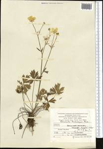 Ranunculus trichocarpus Boiss. & Kotschy, Middle Asia, Kopet Dag, Badkhyz, Small & Great Balkhan (M1) (Turkmenistan)