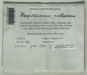 Plagiothecium svalbardense Frisvoll, Bryophytes, Bryophytes - Krasnoyarsk Krai, Tyva & Khakassia (B17) (Russia)