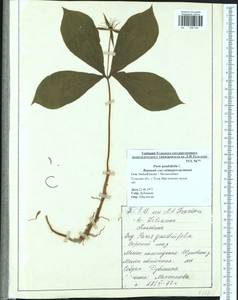 Paris quadrifolia L., Eastern Europe, Central region (E4) (Russia)