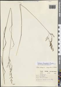 Avenella flexuosa (L.) Drejer, Caucasus, North Ossetia, Ingushetia & Chechnya (K1c) (Russia)
