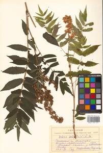 Sorbaria sorbifolia (L.) A. Braun, Siberia, Russian Far East (S6) (Russia)