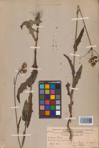 Sonchus brachyotus DC., Siberia, Russian Far East (S6) (Russia)