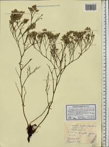 Limonium caspium (Willd.) Gams, Eastern Europe, Rostov Oblast (E12a) (Russia)