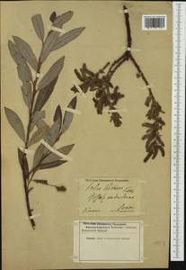 Salix daphnoides Vill., Western Europe (EUR) (Austria)