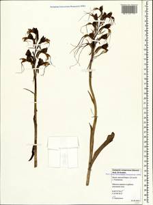 Himantoglossum comperianum (Steven) P.Delforge, Crimea (KRYM) (Russia)