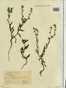 Lycopsis arvensis subsp. orientalis (L.) Kuzn., Eastern Europe, Rostov Oblast (E12a) (Russia)