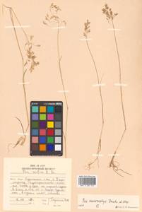 Poa macrocalyx Trautv. & C.A.Mey., Siberia, Russian Far East (S6) (Russia)