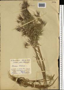 Bromus tectorum L., Eastern Europe, Western region (E3) (Russia)