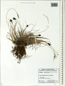 Carex eleusinoides Turcz. ex Kunth, Siberia, Central Siberia (S3) (Russia)