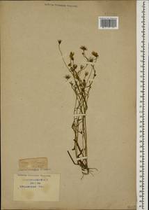 Crepis tectorum L., Caucasus, Krasnodar Krai & Adygea (K1a) (Russia)