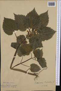 Lamium orvala L., Western Europe (EUR) (Italy)