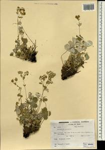 Potentilla straussii (Bornm.) Bornm., South Asia, South Asia (Asia outside ex-Soviet states and Mongolia) (ASIA) (Iran)