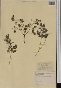 Corydalis capnoides (L.) Pers., Western Europe (EUR) (Not classified)