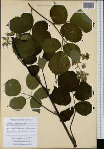 Rubus ibericus Juz., Caucasus, Black Sea Shore (from Novorossiysk to Adler) (K3) (Russia)