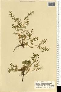 Potentilla supina L., Mongolia (MONG) (Mongolia)