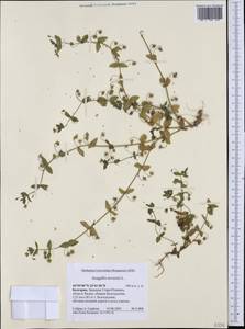 Lysimachia arvensis subsp. arvensis, Western Europe (EUR) (Bulgaria)