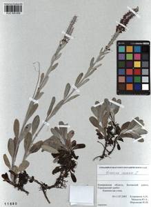 Veronica incana L., Siberia, Altai & Sayany Mountains (S2) (Russia)