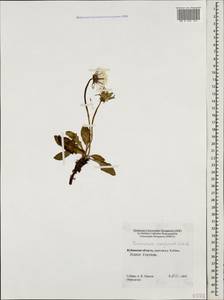 Taraxacum confusum Schischk., Caucasus, Stavropol Krai, Karachay-Cherkessia & Kabardino-Balkaria (K1b) (Russia)