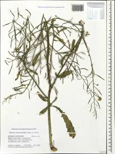 Brassica elongata subsp. integrifolia (Boiss.) Breistr., Crimea (KRYM) (Russia)