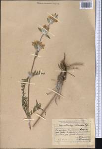 Phlomoides iliensis (Regel) Adylov, Kamelin & Makhm., Middle Asia, Dzungarian Alatau & Tarbagatai (M5) (Kazakhstan)